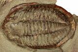 Colorful Asaphid Trilobite With Pos/Neg - Fezouata Formation #353357-2
